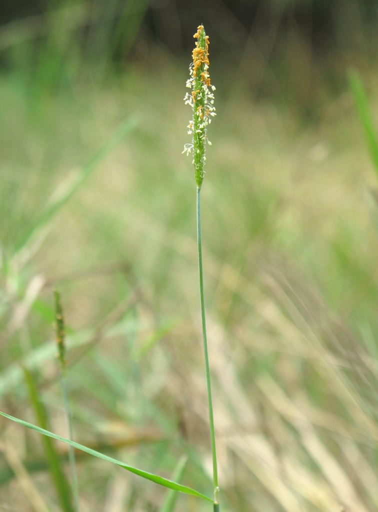 Alopecurus aequalis